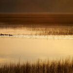 2014年澳大利亚网球公开赛全程高清直播精彩呈现 3uawxyh