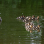 2014年全年福利彩票完整开奖号码历史记录汇总 de6o73t63m