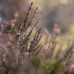 2014年开奖结果查询与历史回顾 dn0w29ec