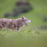 2014年索尼公开赛全程高清直播精彩回顾 e13ko8